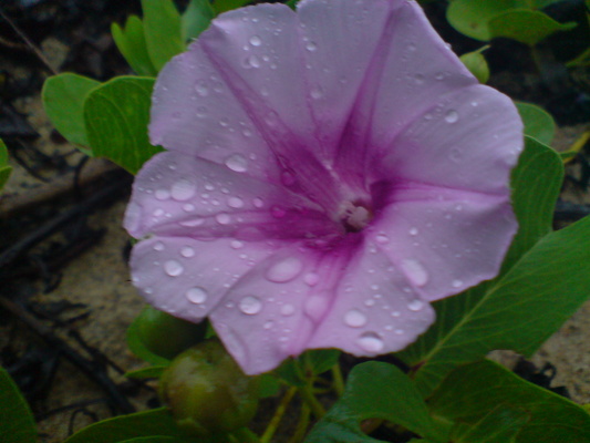 Product picture Morning Glory Close-Up
